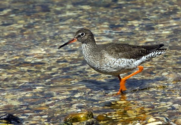 Redshank