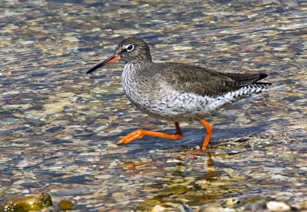 Redshank Redshank