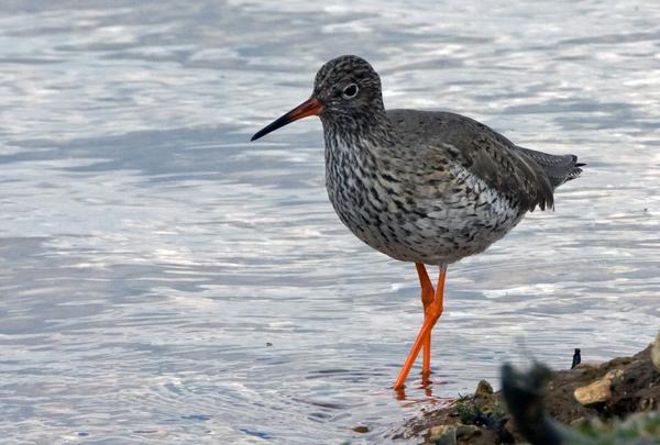 Redshank