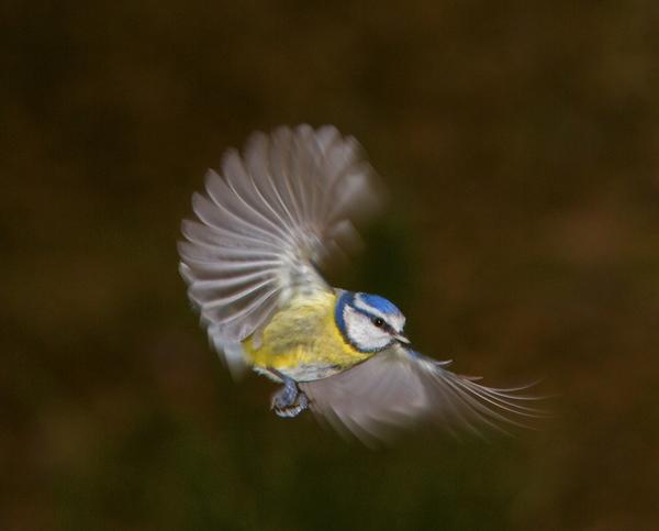 Blue Tit Blue Tit