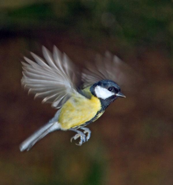 Great Tit Great Tit