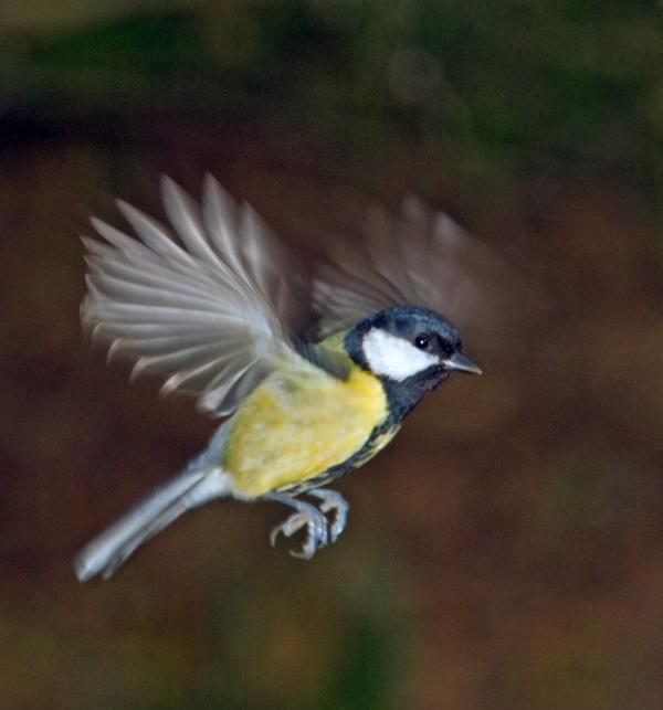 Great Tit