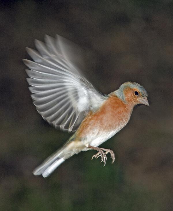 Chaffinch Chaffinch