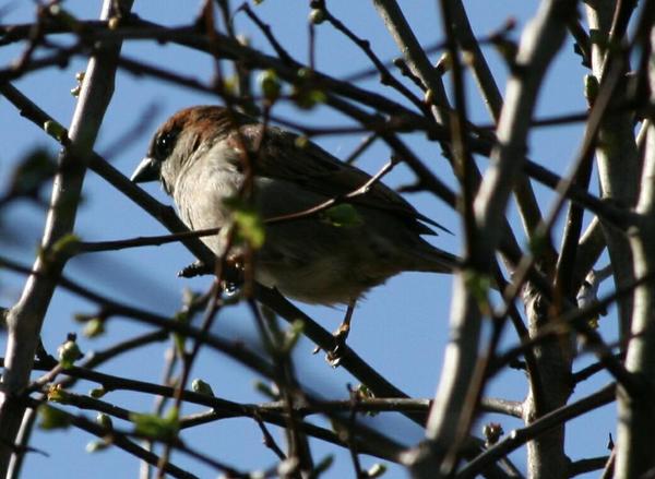Tree Sparrow Tree Sparrow
