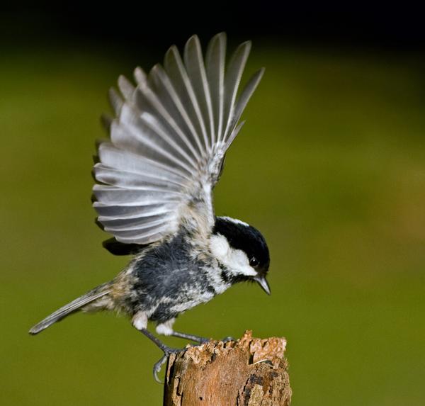 Coal Tit Coal Tit