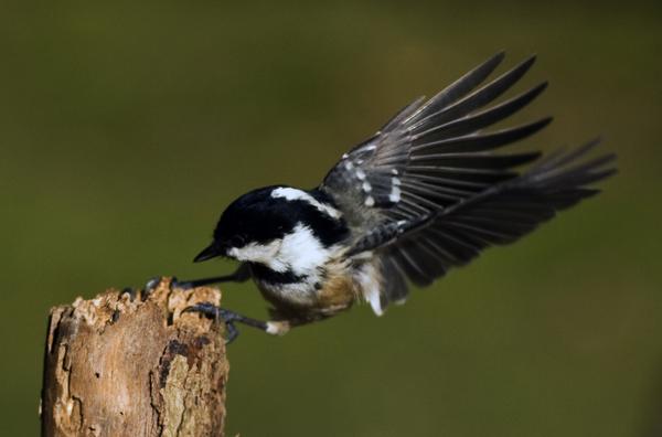 Coal Tit Coal Tit