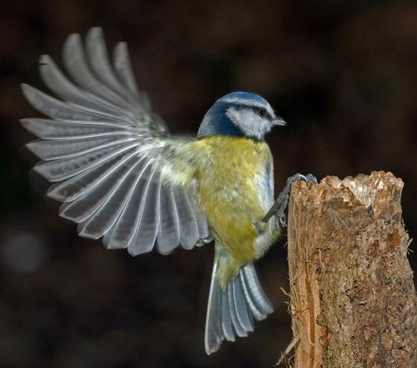 Blue Tit Blue Tit
