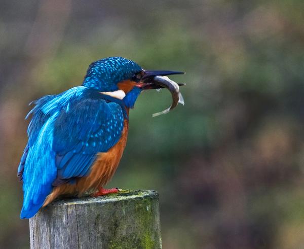 Common Kingfisher