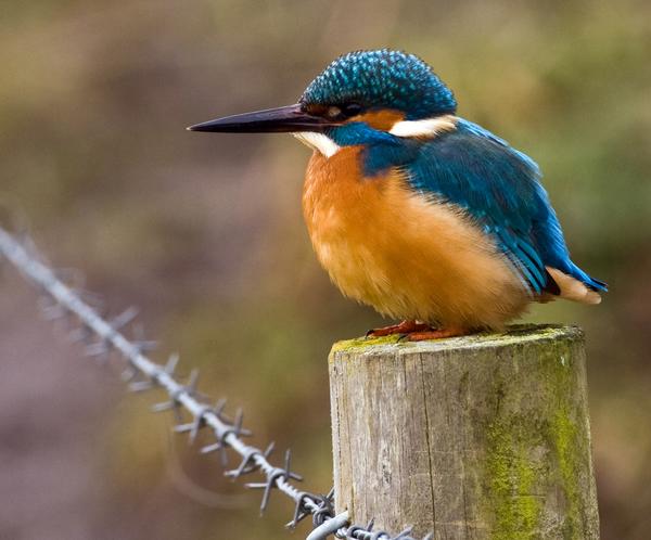 Common Kingfisher Common Kingfisher