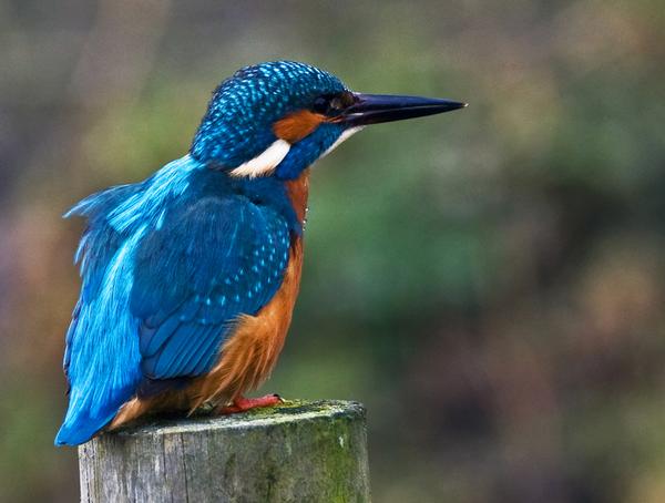 Common Kingfisher Common Kingfisher