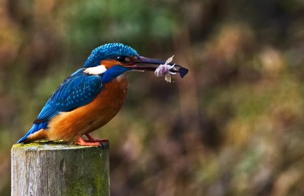 Common Kingfisher Common Kingfisher