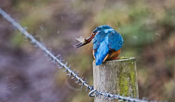 Common Kingfisher