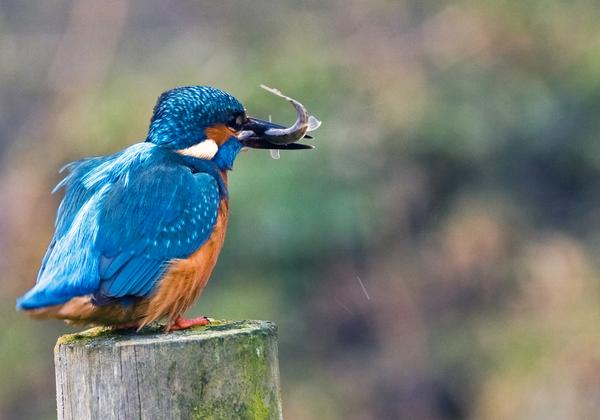 Common Kingfisher Common Kingfisher