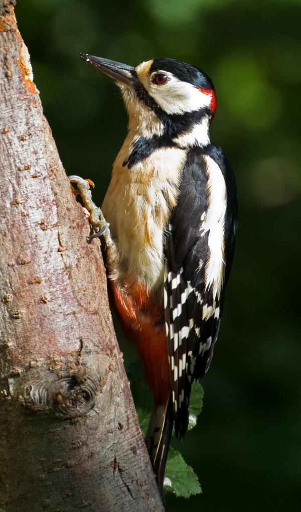Great Spotted Woodpecker