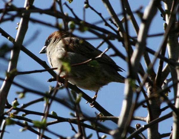 Tree Sparrow Tree Sparrow