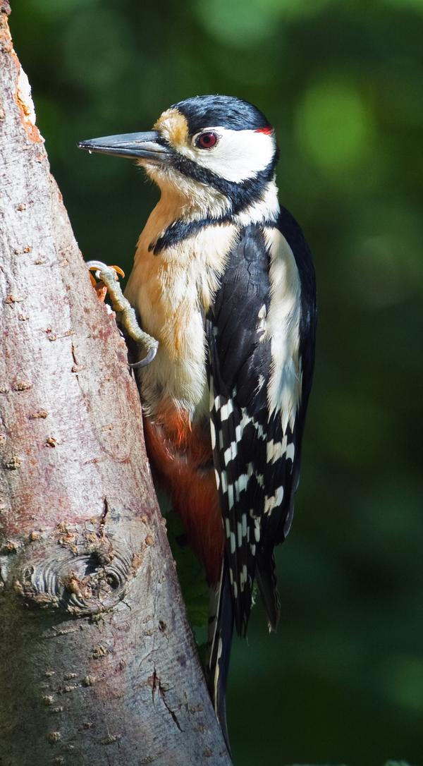 Great Spotted Woodpecker