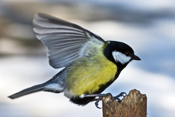 Great Tit