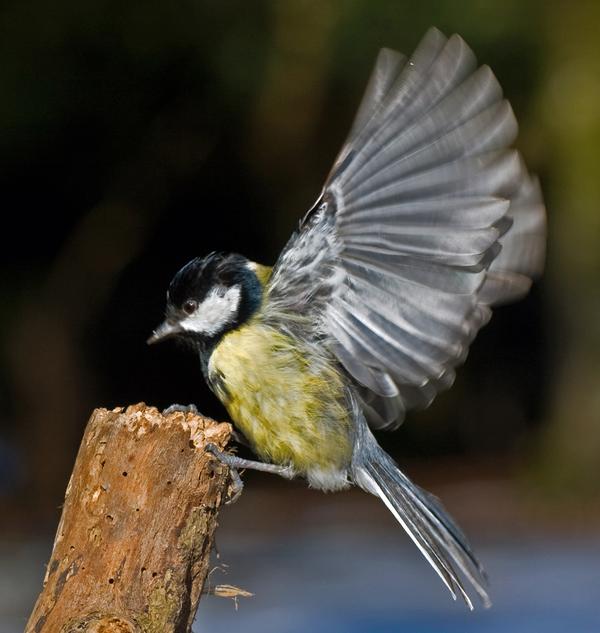 Great Tit Great Tit