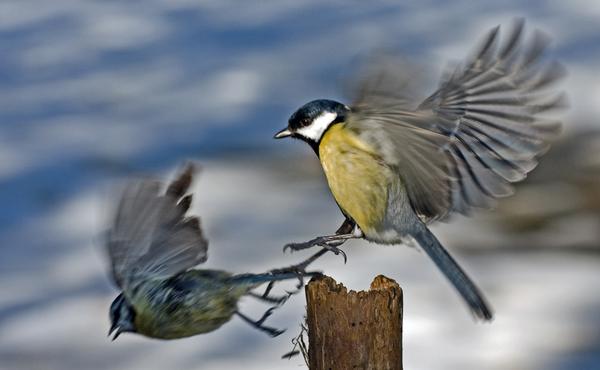 Great Tit Great Tit