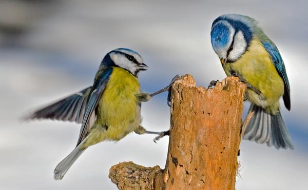 Blue Tit