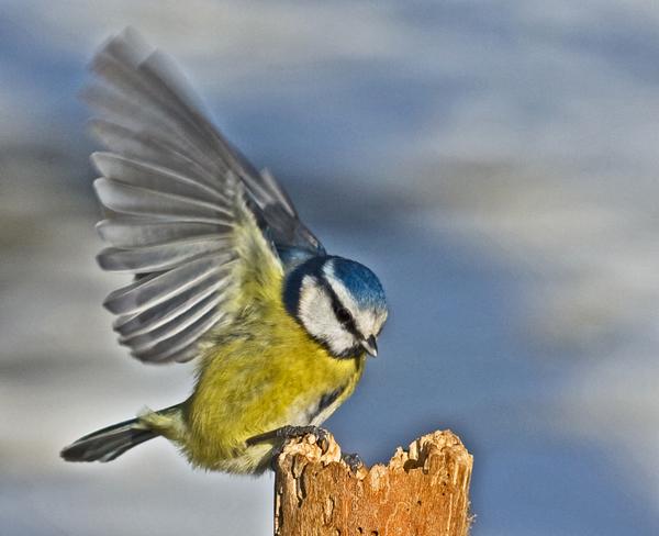 Blue Tit Blue Tit