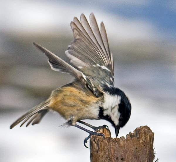 Coal Tit Coal Tit