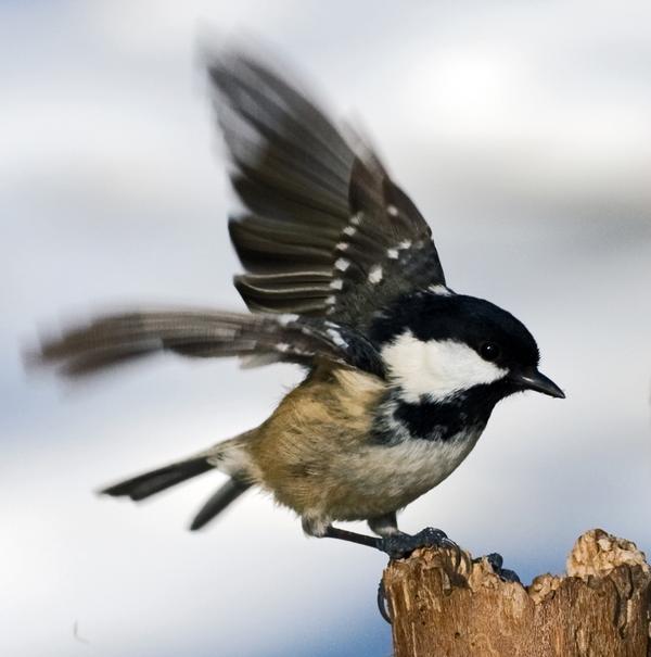 Coal Tit Coal Tit