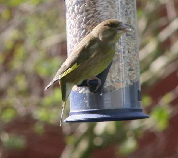 European Greenfinch