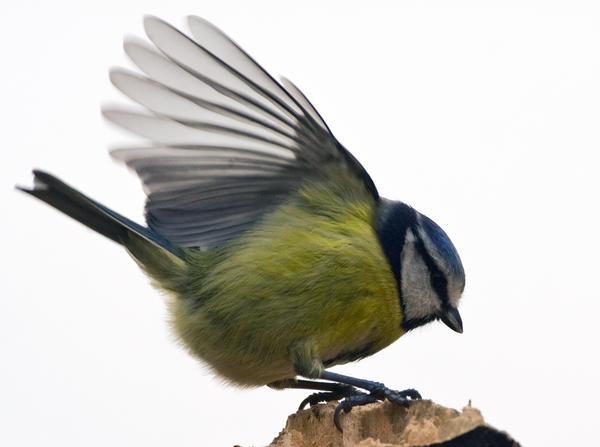 Blue Tit