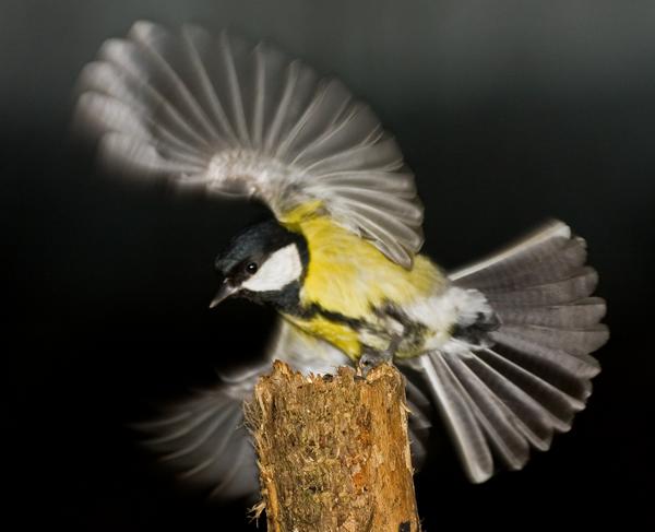 Great Tit