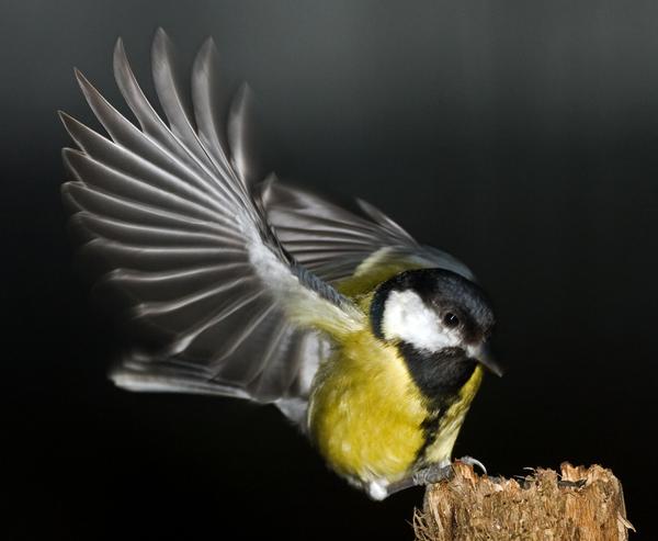 Great Tit Great Tit