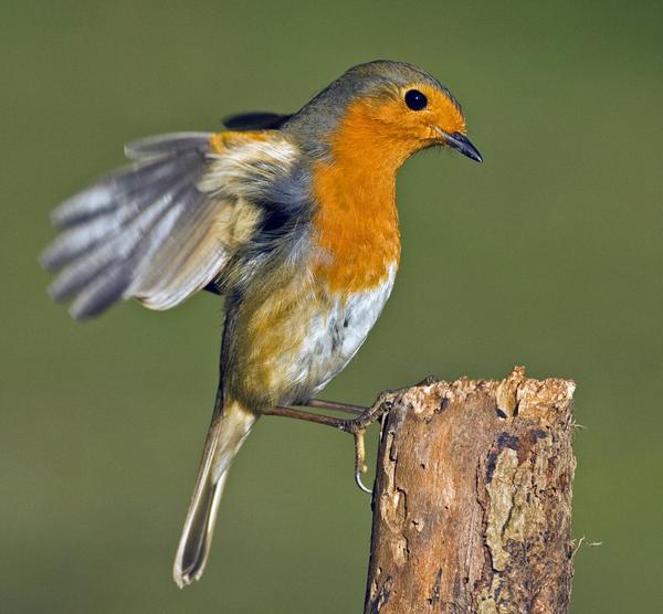 European Robin