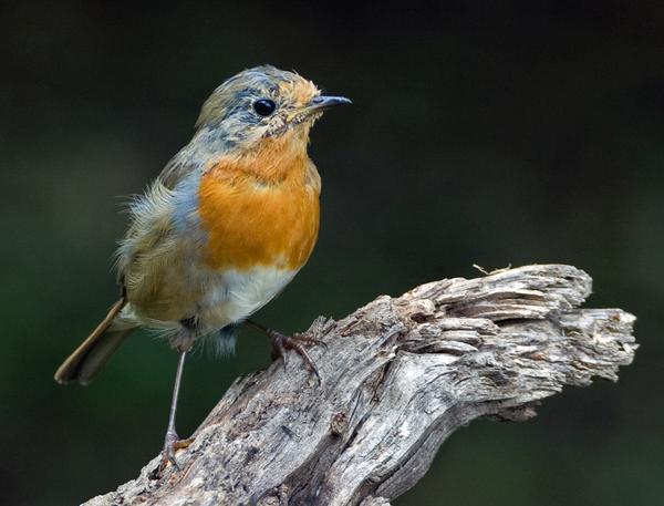 European Robin European Robin