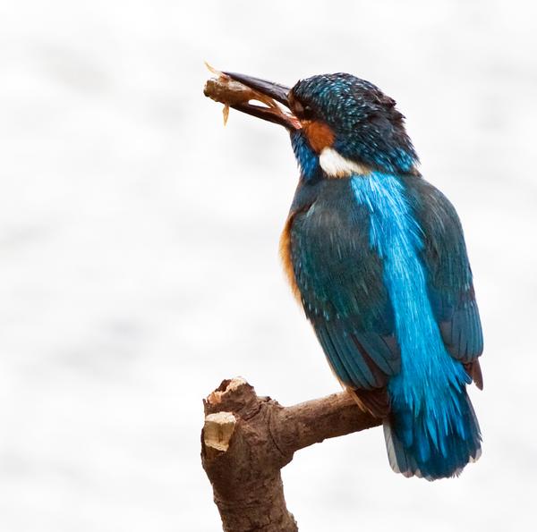 Common Kingfisher