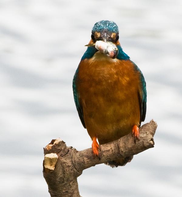 Common Kingfisher