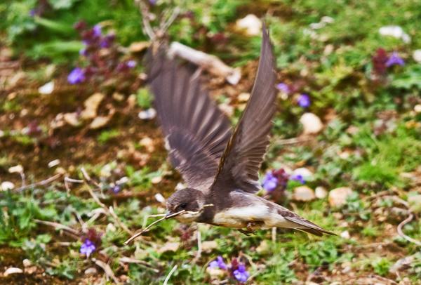 Sand Martin