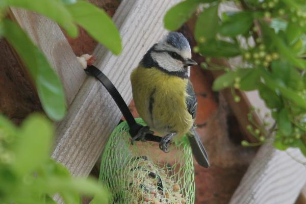 Blue Tit Blue Tit