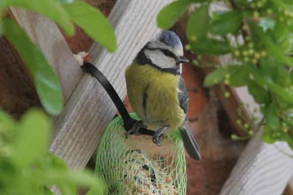 Blue Tit