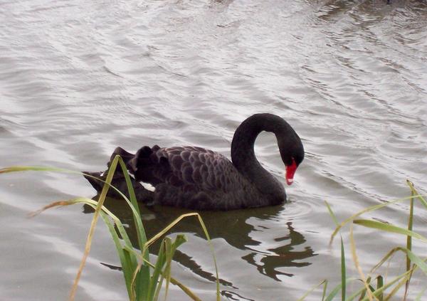Black Swan Black Swan