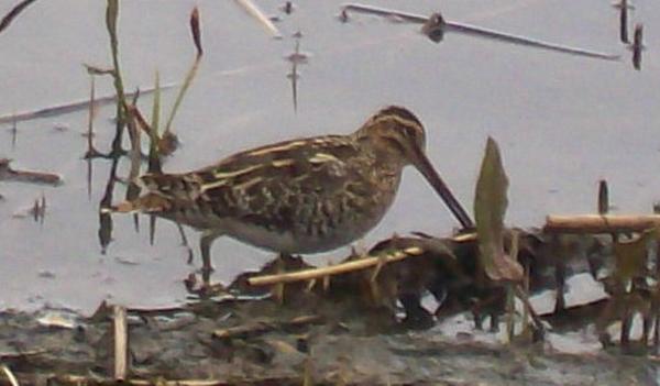 Common Snipe Common Snipe