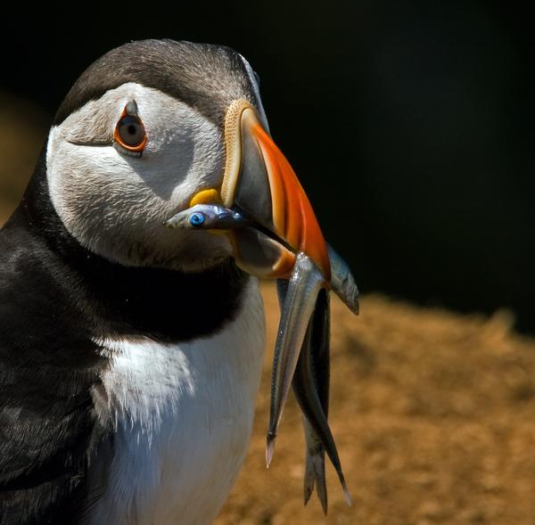 Atlantic Puffin Atlantic Puffin