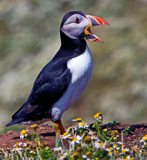 Atlantic Puffin Atlantic Puffin