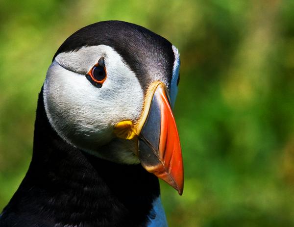 Atlantic Puffin Atlantic Puffin