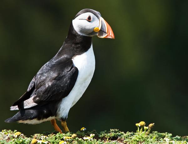 Atlantic Puffin Atlantic Puffin