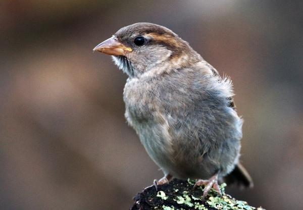 House Sparrow House Sparrow