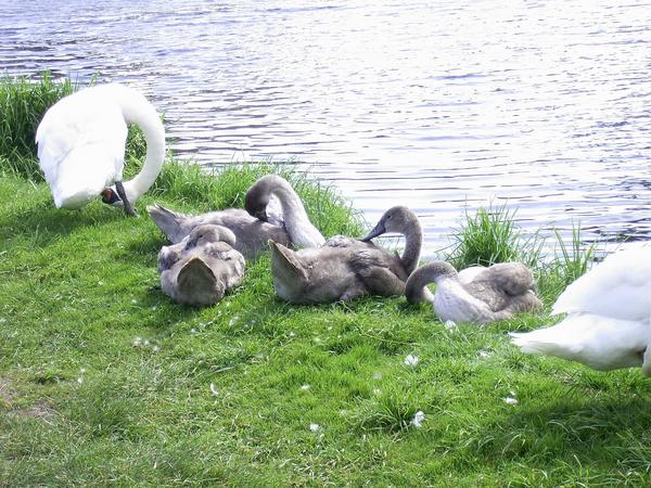 Mute Swan Mute Swan