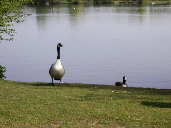 Canada Goose Canada Goose