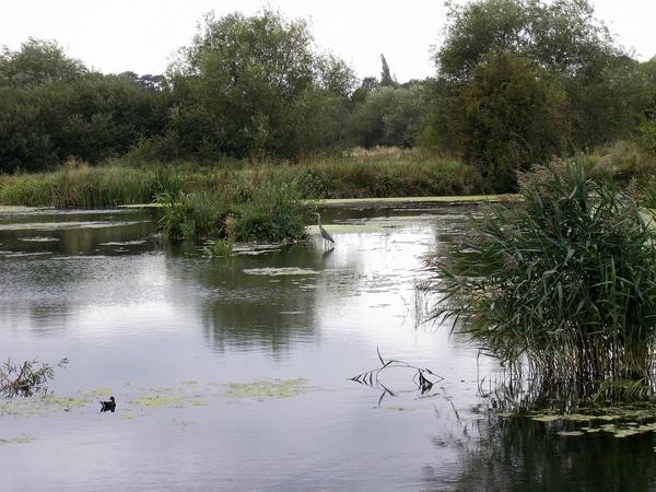 Grey Heron Grey Heron