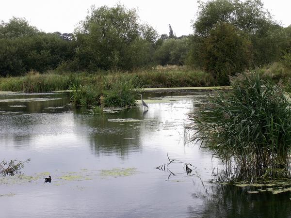 Grey Heron