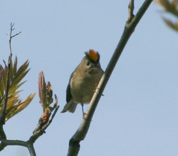 Goldcrest Goldcrest